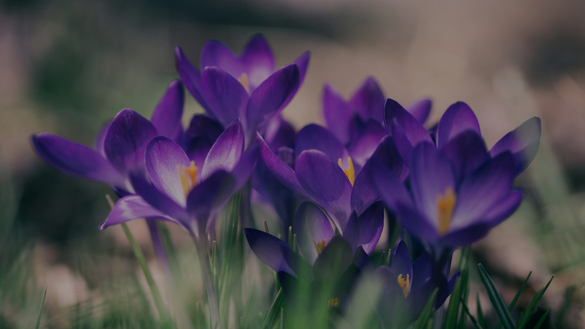 Purple spring flowers