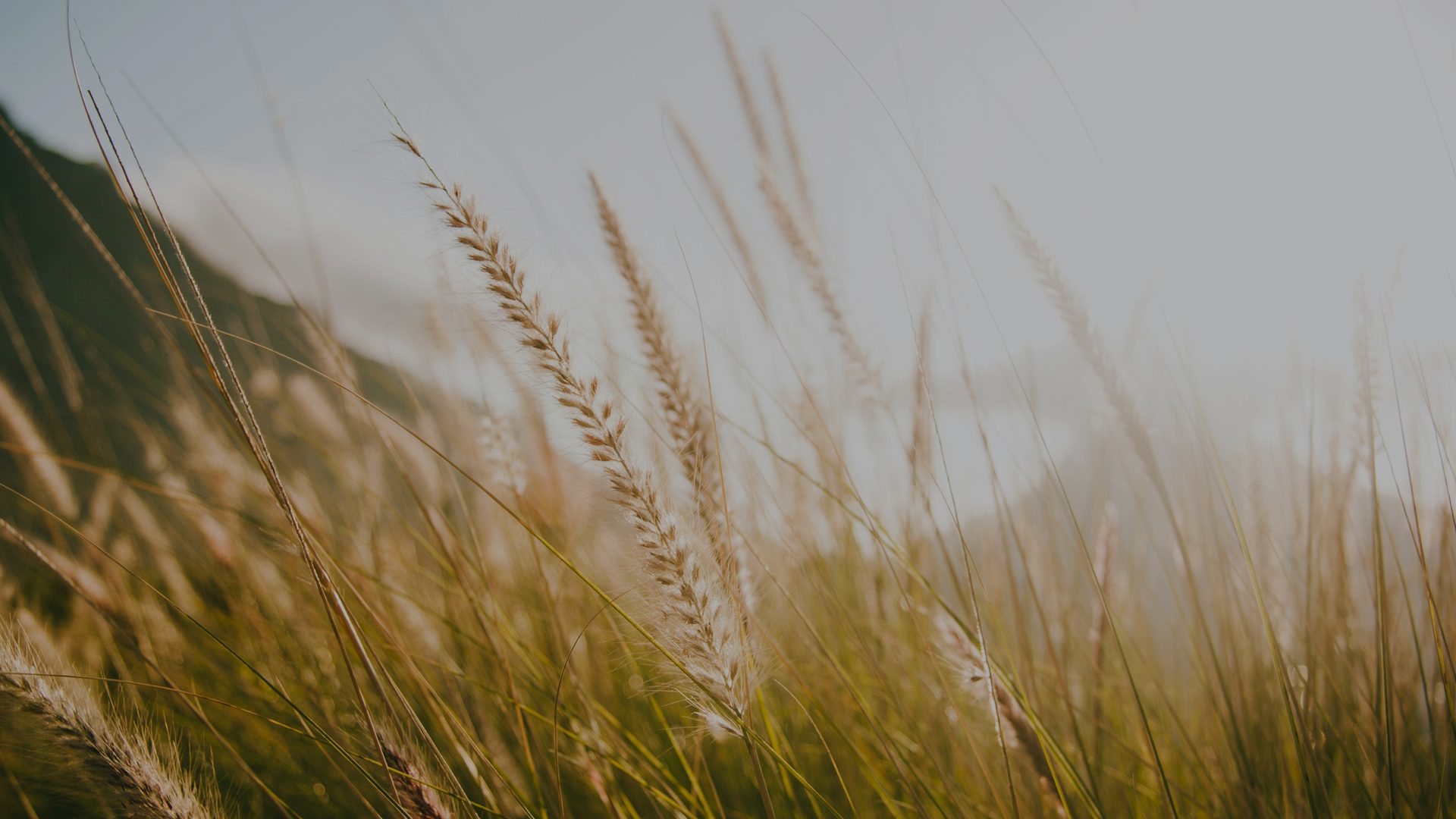 Tall grass field lit by sunrise