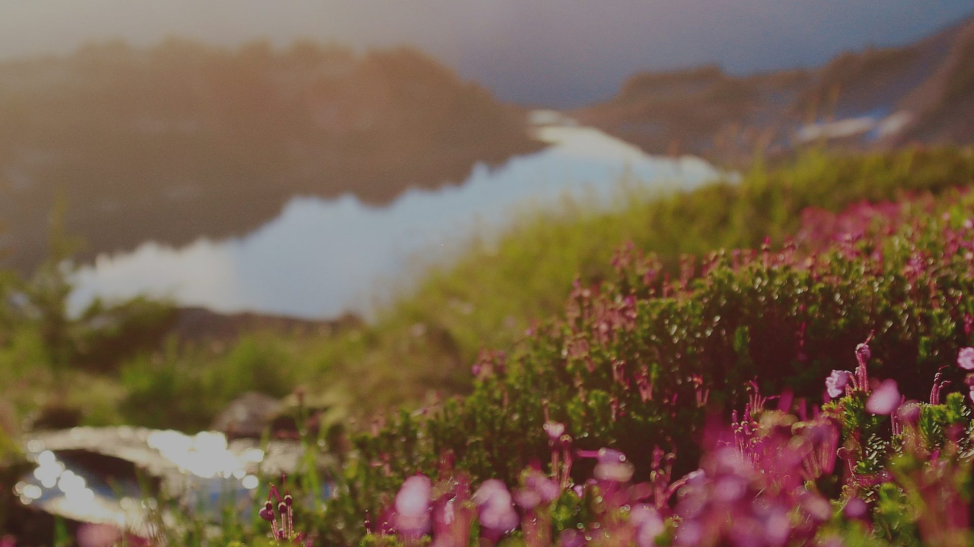 Warm meadow flowers in soft focus