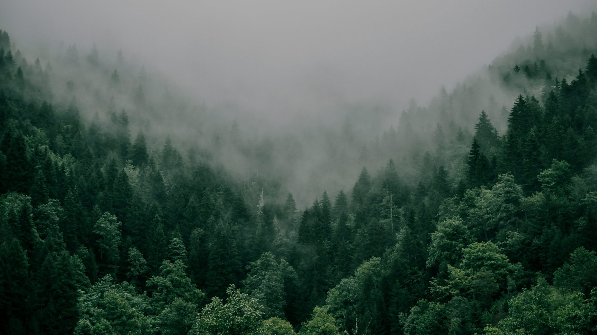 Foggy evergreen mountain forest