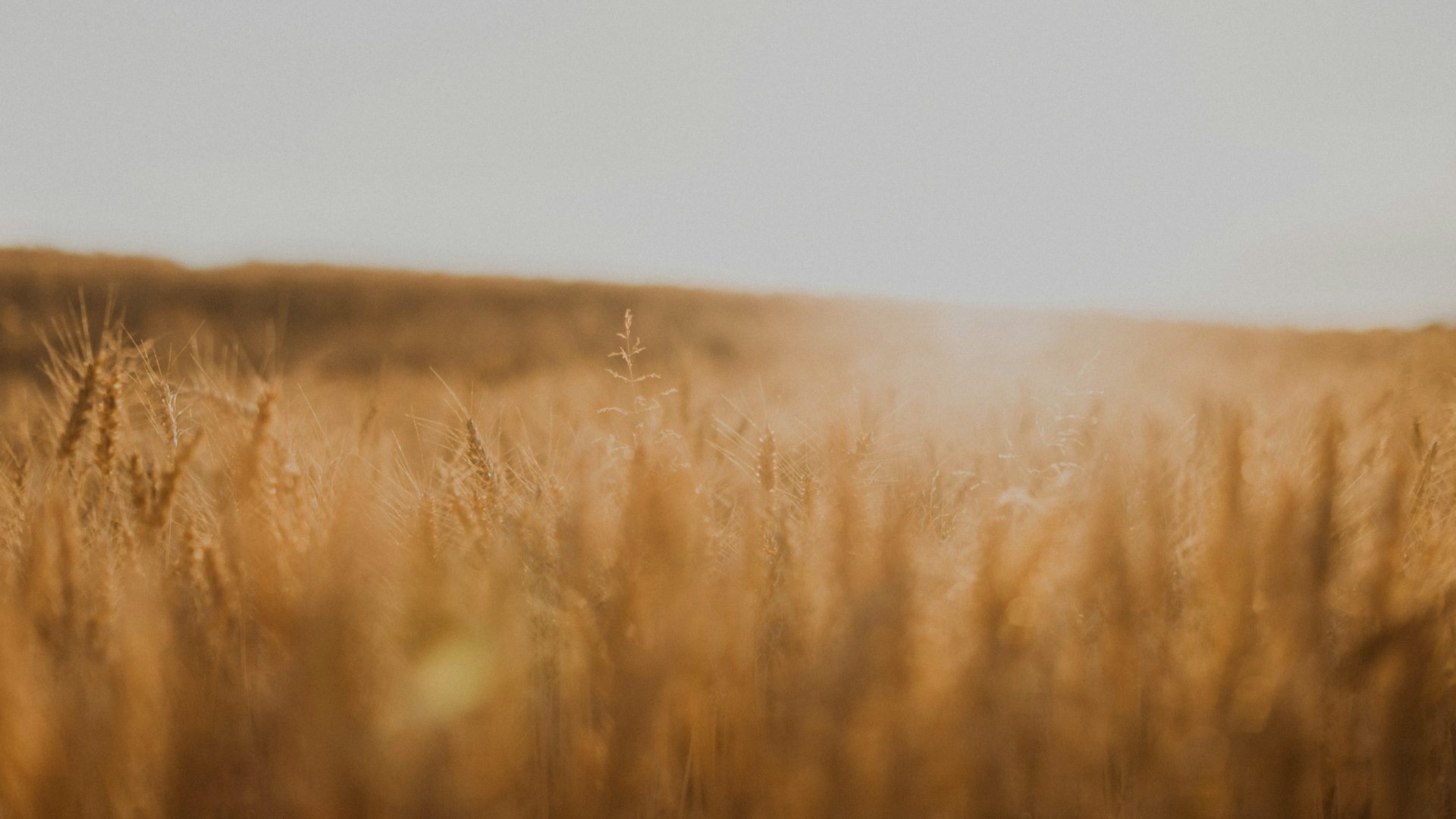 Wheat field