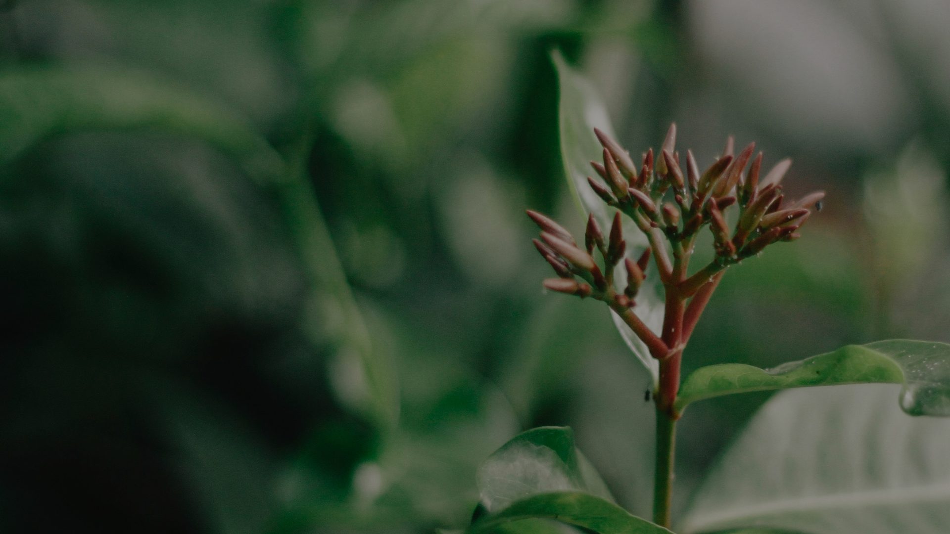 Green botanical meditation scene