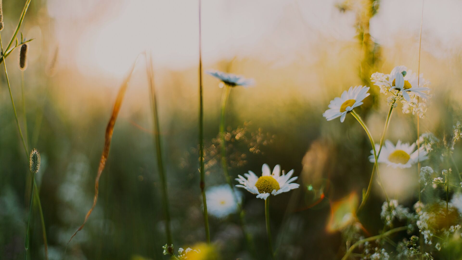 Sunlit wildflowers in a meadow